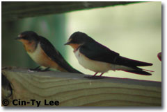 bird picture Barn Swallow