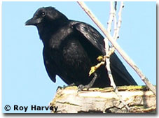 bird picture American Crow