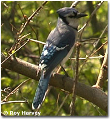 bird picture Blue Jay